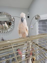 Talkative Cockatoo Birds For Sale