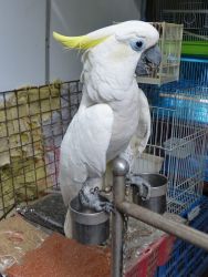 Trained Cockatoo parrots