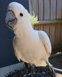 White Cockatoo parrots