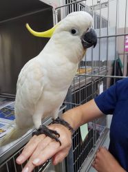 Pretty Cockatoo parrots Now