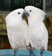 Pair of umbrella cockatoos ready