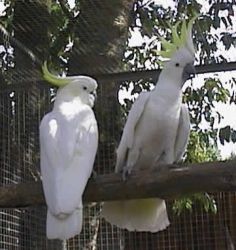 Sulphur crested cockatoo and fertilize eggs for sale