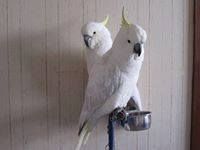Adorable Pair of white cockatoo Parrots for Adoption
