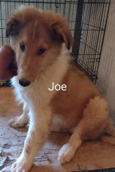 Rough collie boy pup (lassie dog)