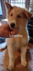 Rough collie boy pup (lassie dog)
