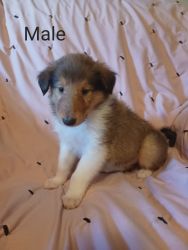 Sable Collie puppies