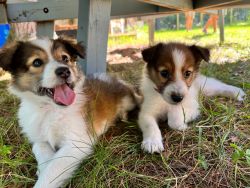 Old Time Scotch Collies for sale