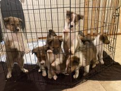 Adorable collie puppies looking for forever home