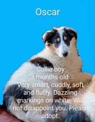 Collie Puppy for sale