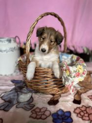 Collie Puppies! Ready for you!