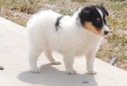 Excellent Collie Puppies Now available