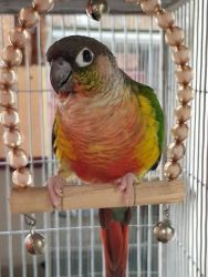 Beautiful handtamed healthy Yellow Side Conure