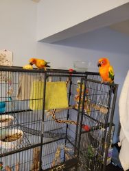 2 fancy conures for sale.