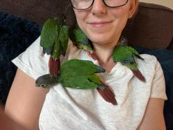 Baby Green Cheek Conures For sale