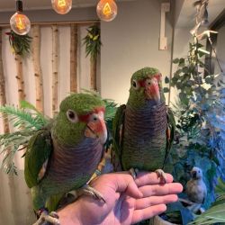 Adorable Hand reared baby conures