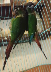 Young Green cheek conures