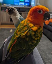 Conure and Lovebird