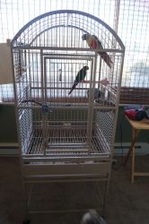 Bonded/Breeding Pair of Green Cheeck Conures