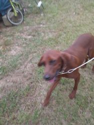Redbone coonhound with papers