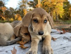 Coonhound puppies for adoption