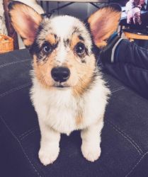 Cute corgi puppy for adoption