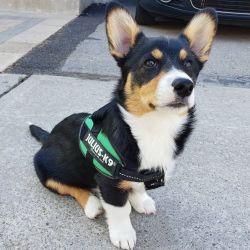 Lovely Quality, Health Tested Corgi Puppies