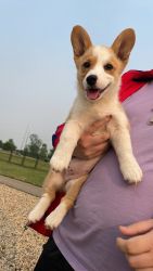 Corgi puppy for Sale