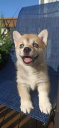 One adorable (Horgi) Corgi / Husky puppy is looking for new home