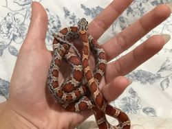Red and Brown Cornsnakes