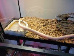 Albino and fancy corn snakes