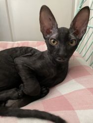 Precious Cornish Rex kitten for sale. She will be one year old in Feb