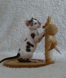 Cornish Rex Kittens Available To Reserve