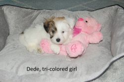 Adorable AKC Coton de Tulear puppies available!
