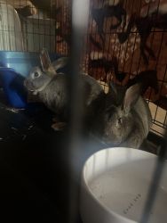 Two male rabbits (fixed)