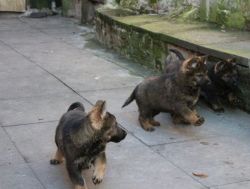 Quality Working Gsd Puppies Ready Now