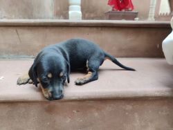 Champion breed puppies available
