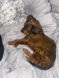 Puppy miniature long haired dashhund