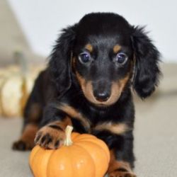 Absolutely adorable Dachshund puppy ready to go