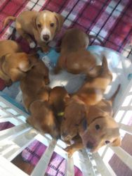 Akc registered smooth dachshund puppies for sale.