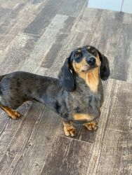 Smoothcoat dapple miniature dachshund