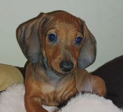 A healthy and happy Dachshund needs a new home.