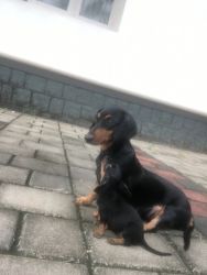 Dasch puppies for sale in manipal