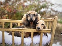English cream miniature dachshunds