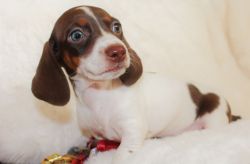 Mini Dachshund Puppies - Smooth, Long Hair and Toy Dapple