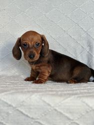 Smoothcoat miniature dachshund male