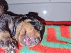 dachshund puppies for sale in chennai