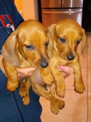 Dachshund mini puppies one female and male 7 weeks old first shot and