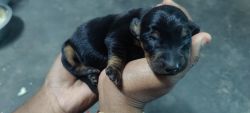 Daschund male puppy for sale