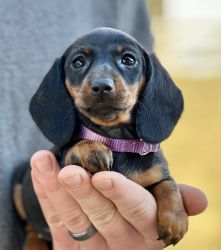 Smoothcoat miniature dachshund litter