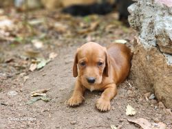 Dachshund puppies for sale in Adoor, Kerala, IN